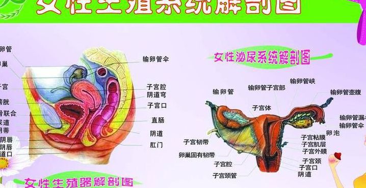 六大系统（九大系统包括哪些）