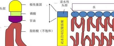 包含磷脂双分子层的词条