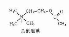 乙酰胆碱结构式（乙酰胆碱结构式解读）