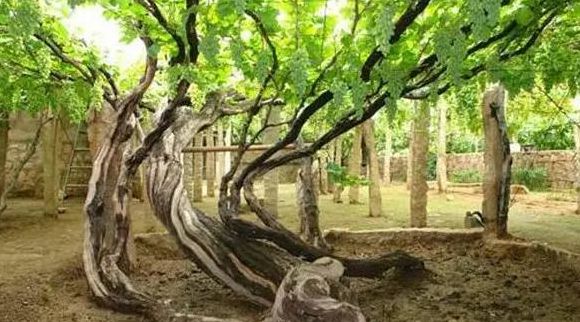 葡萄树能活多少年（中国最难爬的山）