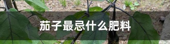 茄子最忌什么肥料（大葱最忌讳的肥料）