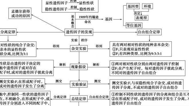 分离定律（分离定律的内容）