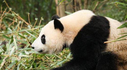 熊猫寿命多久（熊猫寿命多久 时间）
