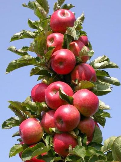 柱状苹果树（柱状苹果树图片）