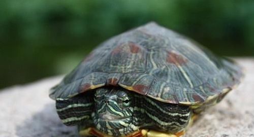 乌龟的寿命（乌龟的寿命大约是长颈鹿寿命的多少倍）