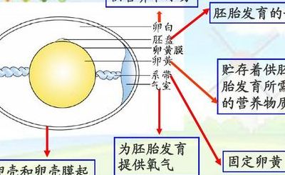 变的结构（丛的结构）