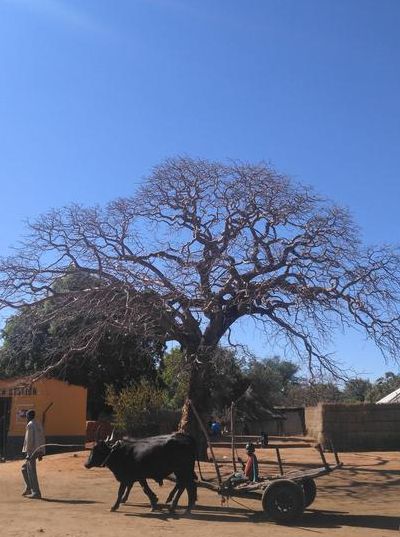 赞比亚气候（赞比亚气候怎么样）