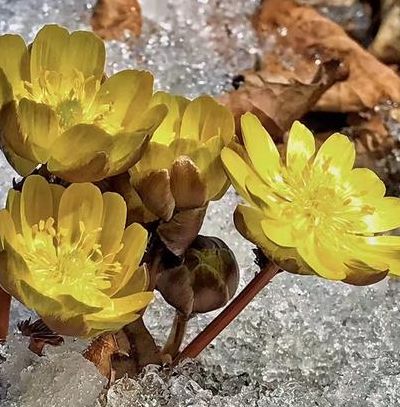 冰凌花不能卖吗（冰凌花可拟采摘吗）