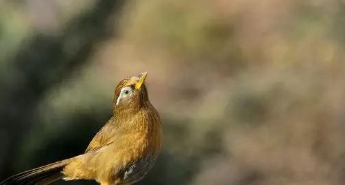 最好的画眉鸟图片（最好的画眉鸟是哪一种）