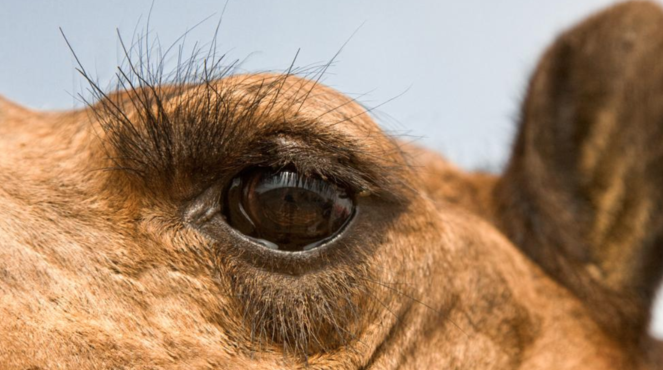 骆驼有几层眼睫毛（骆驼有几层眼睫毛答案）