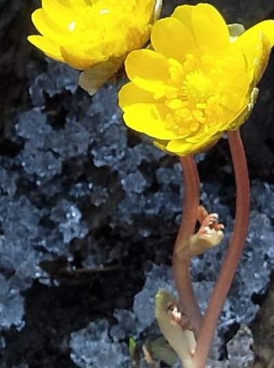 冰凌花使用（冰凌花什么作用）