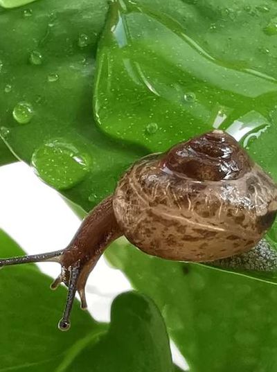 雨后蜗牛（雨后蜗牛有毒吗）