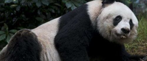 熊猫的寿命（熊猫的寿命是多少岁）