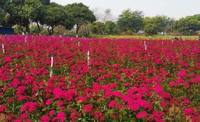 松湖花海（松湖花海图片）