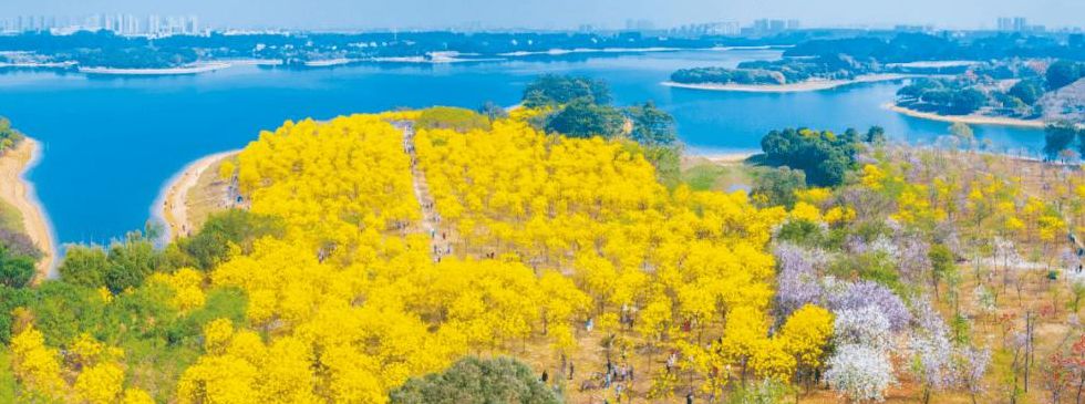 松湖花海（松湖花海图片）