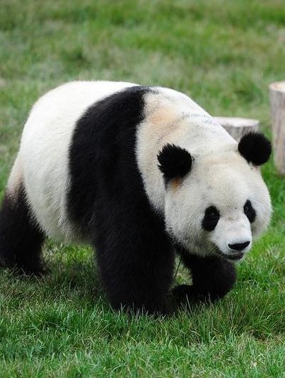熊猫寿命（熊猫寿命平均多少岁）