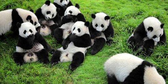 熊猫寿命（熊猫寿命平均多少岁）