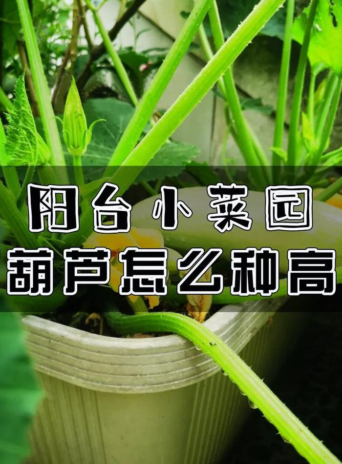 葫芦怎么种植（葫芦籽怎么种）