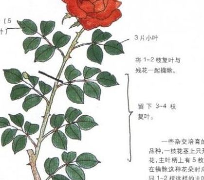 蔷薇花的养殖方法（蔷薇花的养殖方法和修剪）