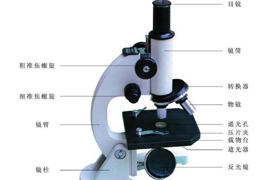 光学显微镜和电子显微镜的区别（光学显微镜和电子显微镜的区别细胞生物学）
