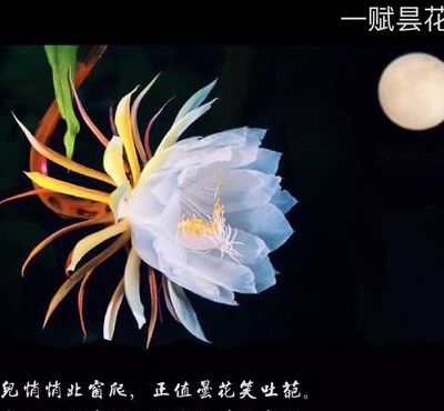 赞美昙花的经典句子（赞美昙花的经典句子简短）