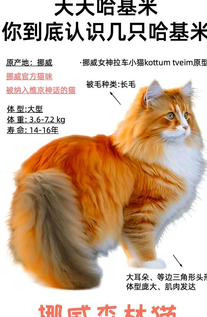 挪威森林猫体重对照表图（挪威森林猫重量）