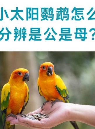 小太阳公母尾巴对照表图（小太阳鹦鹉怎么分雌雄图片）