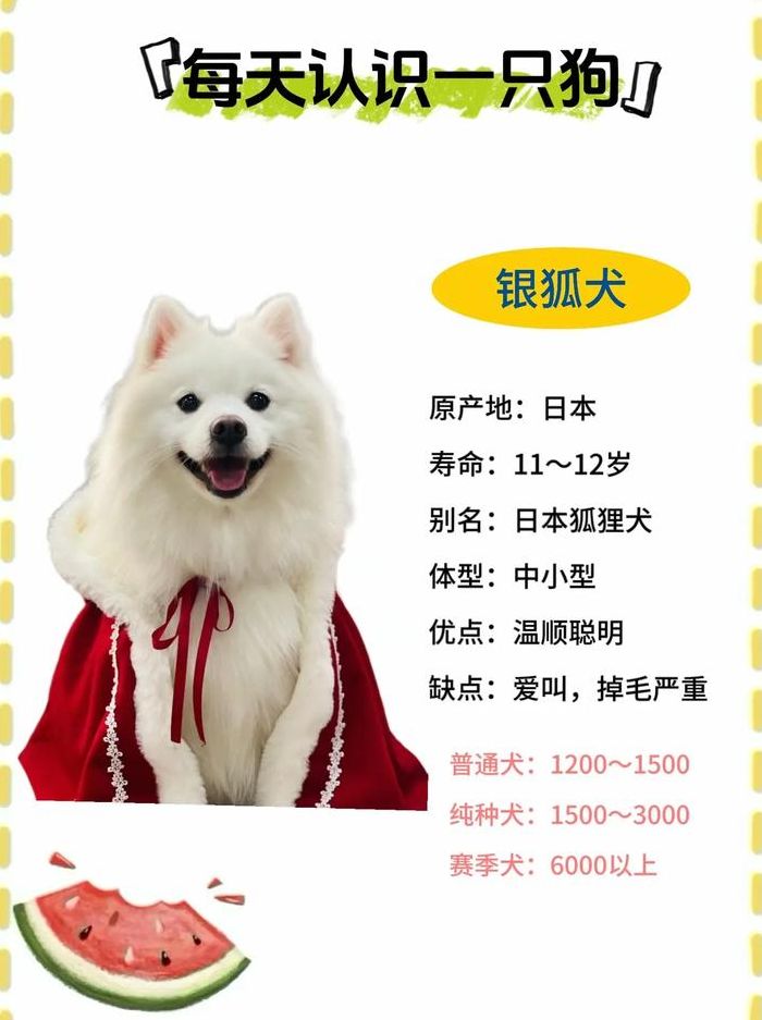 银狐犬公母体型对照表图（银狐犬体型有多大）
