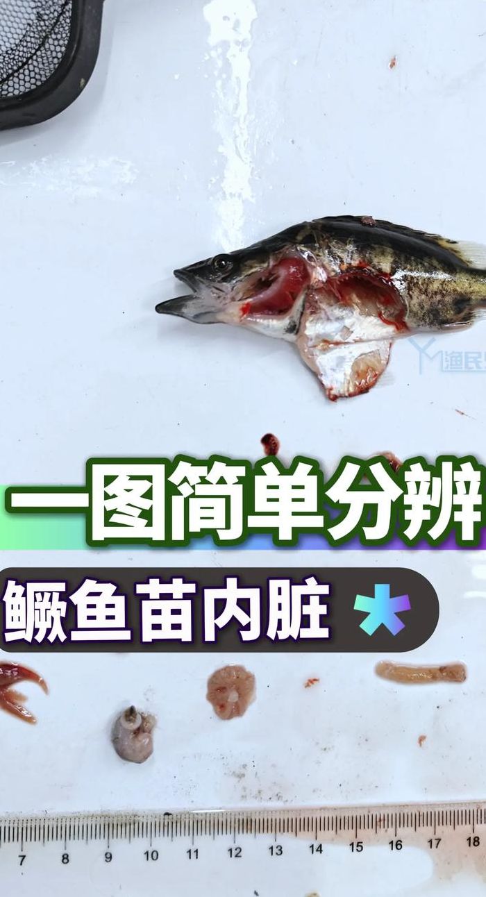 鳜鱼养殖活饵对照表图大全（鳜鱼养殖活饵对照表图大全视频）