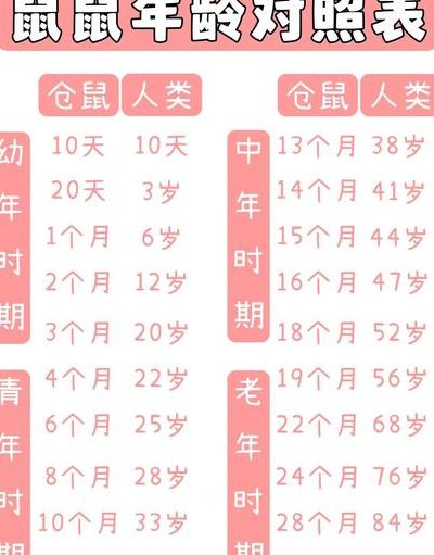金丝熊年龄对照表图（金丝熊年龄换算表）