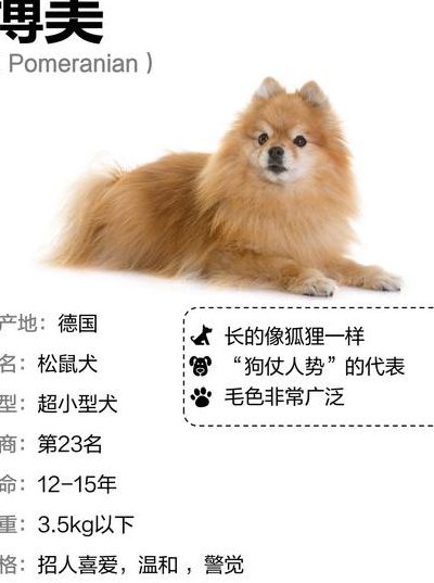 大体博美犬体型对照表图（大体博美犬体型对照表图片）