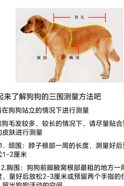 狗狗腰围测量对照表图（狗狗腰围怎么量照片）